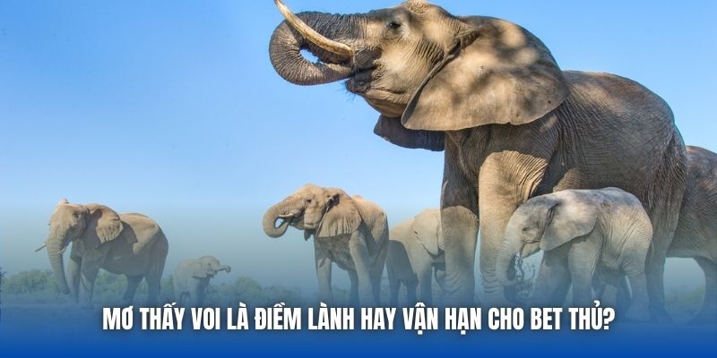 Mơ Thấy Voi Là Điềm Lành Hay Vận Hạn Cho Bet Thủ?