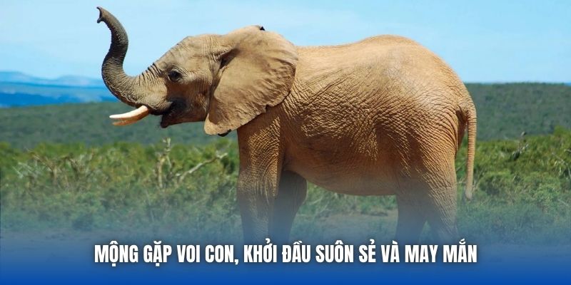 Mộng gặp voi con, khởi đầu suôn sẻ và may mắn