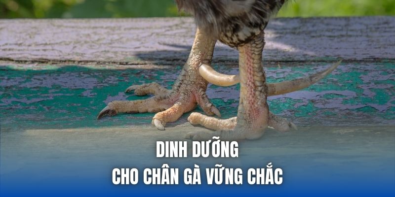 Dinh dưỡng cho chân gà vững chắc