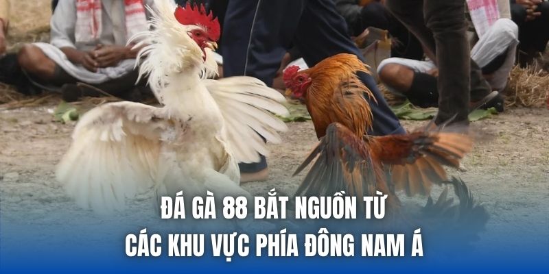 Đá gà 88 bắt nguồn từ các khu vực phía Đông Nam Á