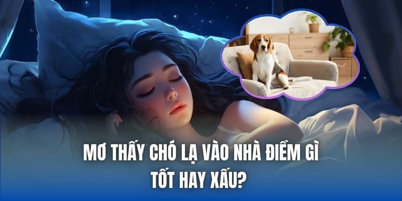 Mơ Thấy Chó Lạ Vào Nhà Điềm Gì, Tốt Hay Xấu?