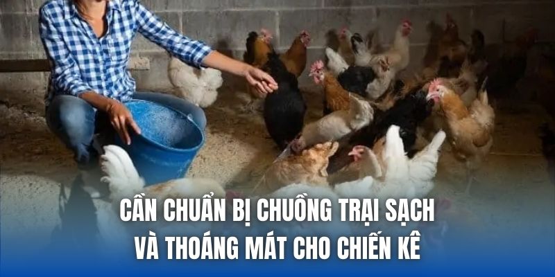 Cần chuẩn bị chuồng trại sạch và thoáng mát cho chiến kê