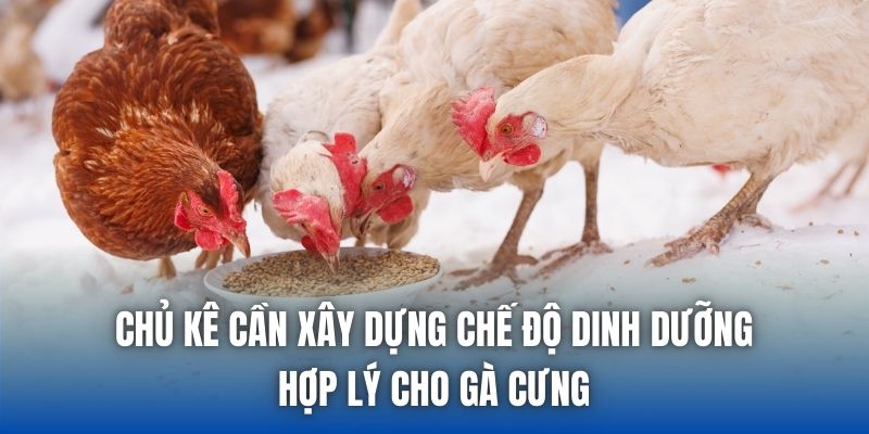 Chủ kê cần xây dựng chế độ dinh dưỡng hợp lý cho gà cưng