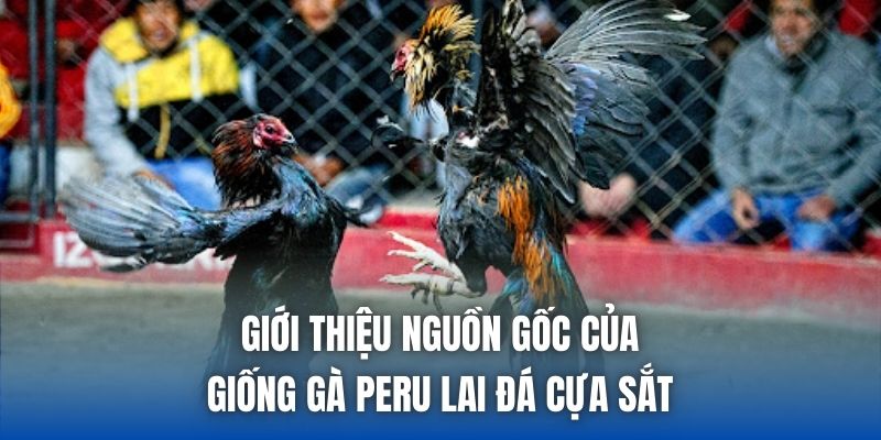 Giới thiệu nguồn gốc của giống gà peru lai đá cựa sắt