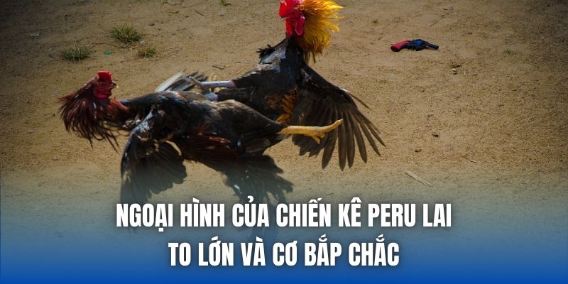 Ngoại hình của chiến kê Peru lai to lớn và cơ bắp chắc