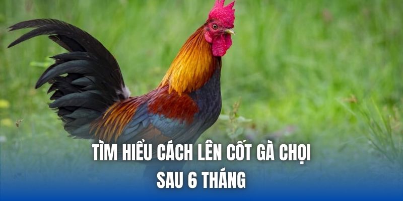 Tìm hiểu cách lên cốt gà chọi sau 6 tháng